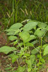 Smallspike false nettle